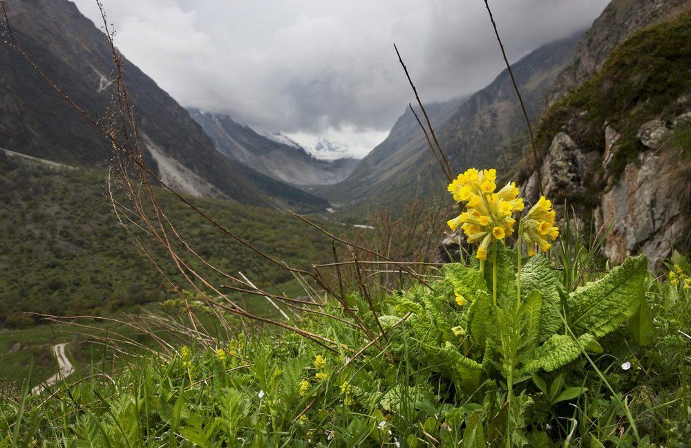 Цветочное солнце