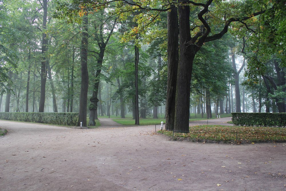 Туман в парке