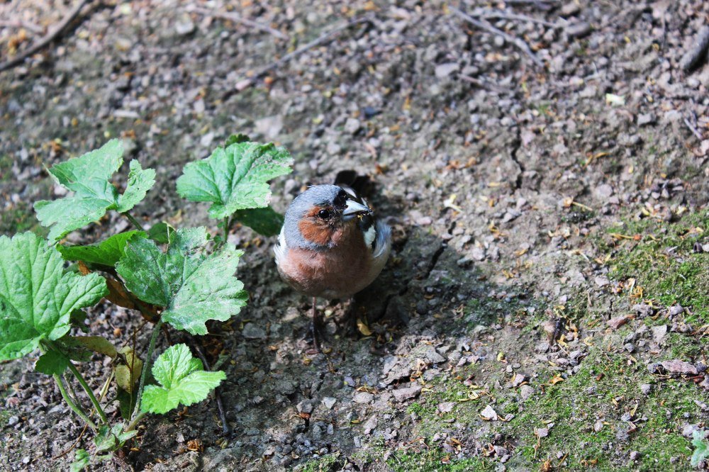 Одинокая птичка