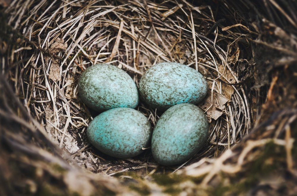 Гнездо черного дрозда