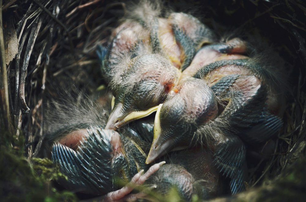 Птенцы черного дрозда