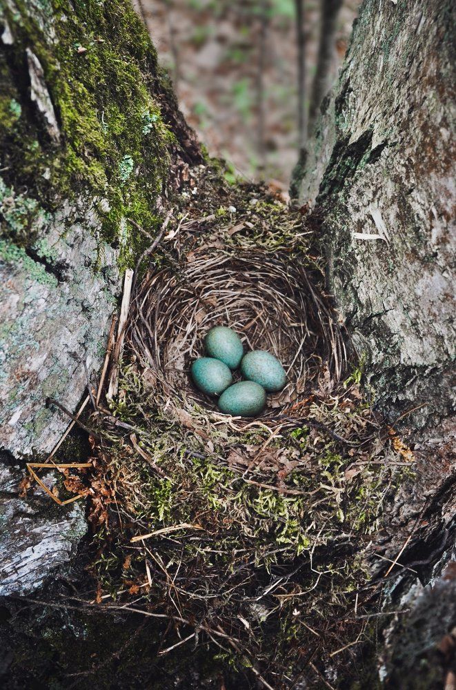 Гнездо черного дрозда