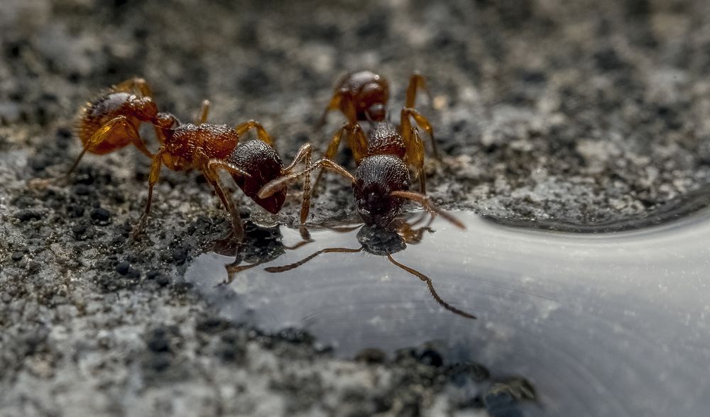 Выпить море