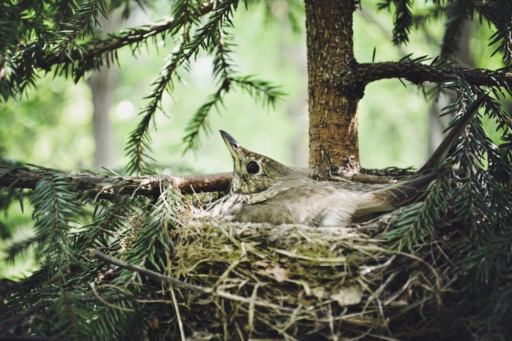 Певчий дрозд