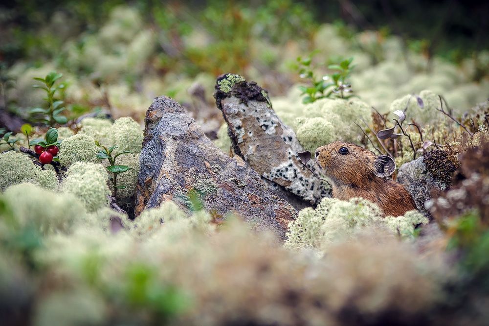 Глазки ягодки...