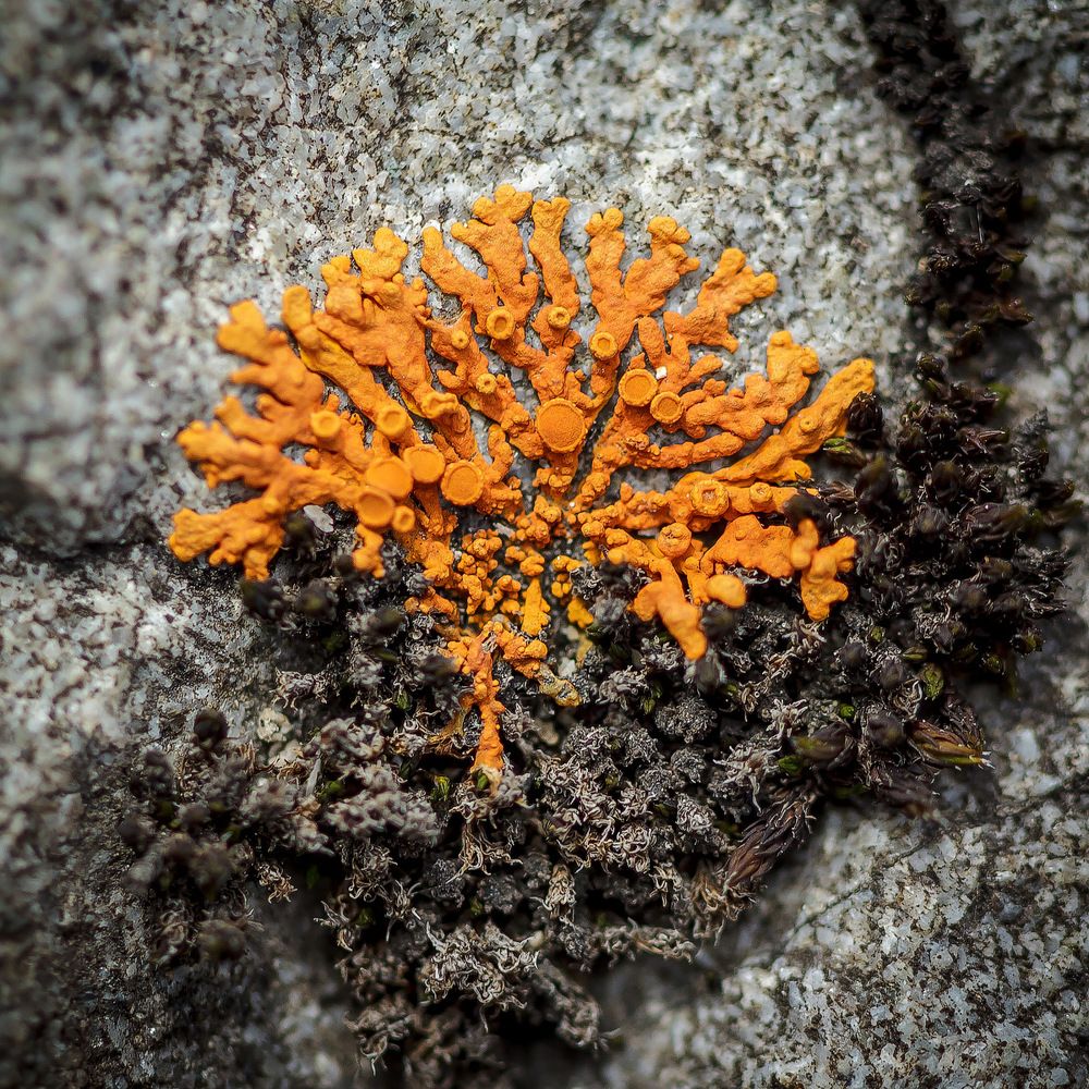 Мох на камне. (диаметр 10 мм)