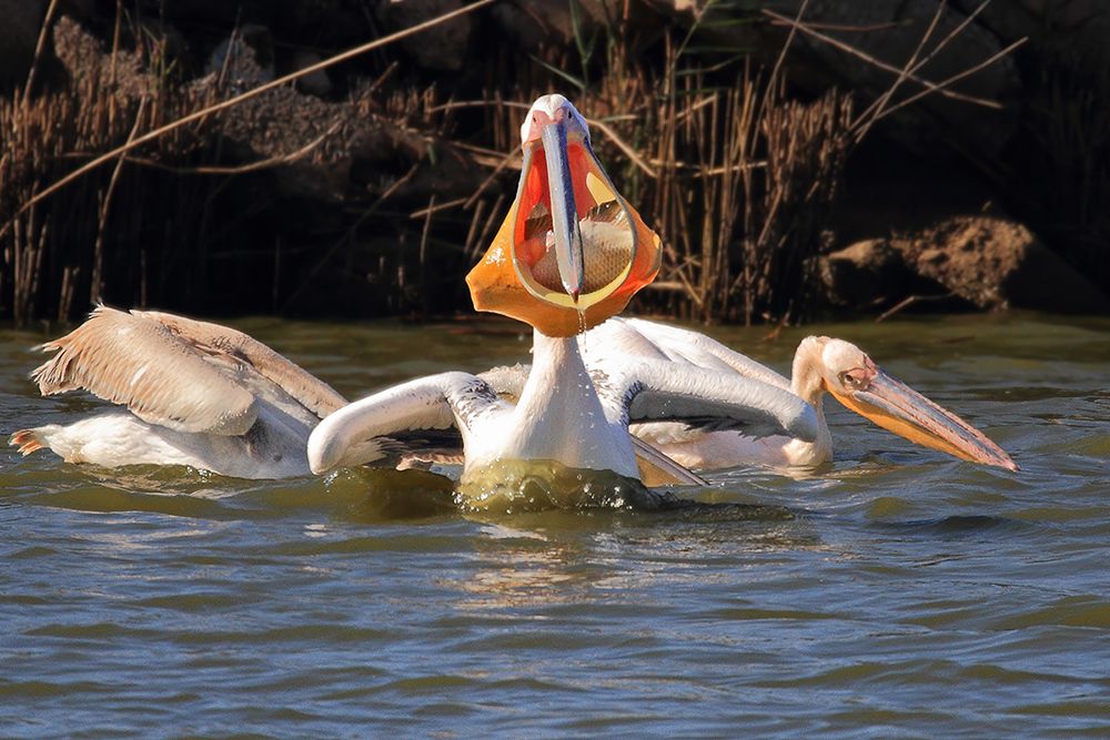 A big fish for a big mouth..