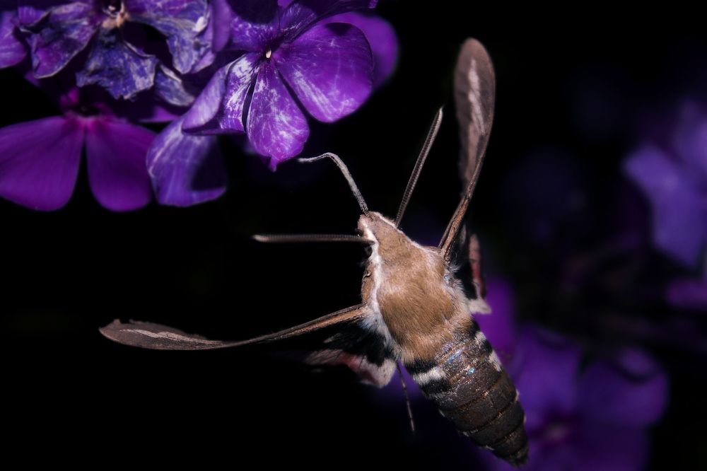 Почти калибри...