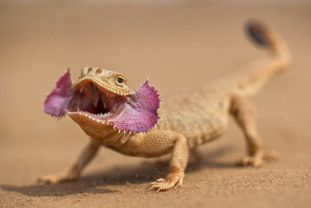 Портрет ушастой круглоголовки