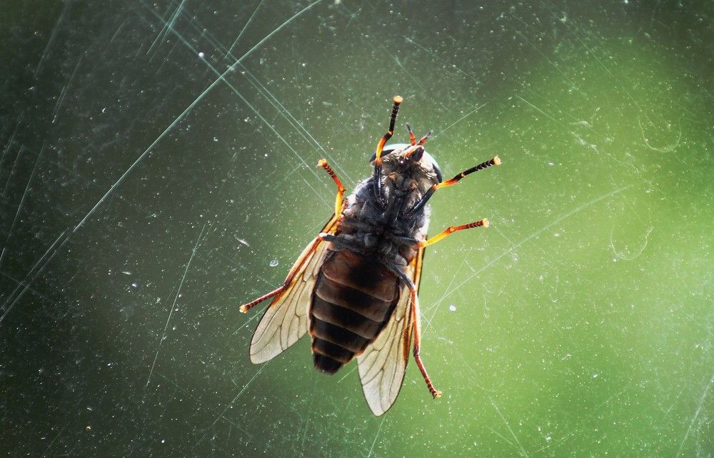 Слепень в космосе...