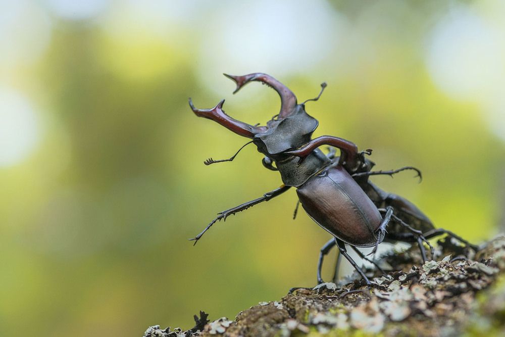 Photograph by Evgeny Melnikov