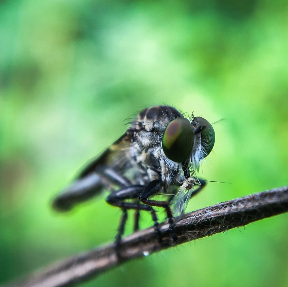 Robber fly/ lunch time
