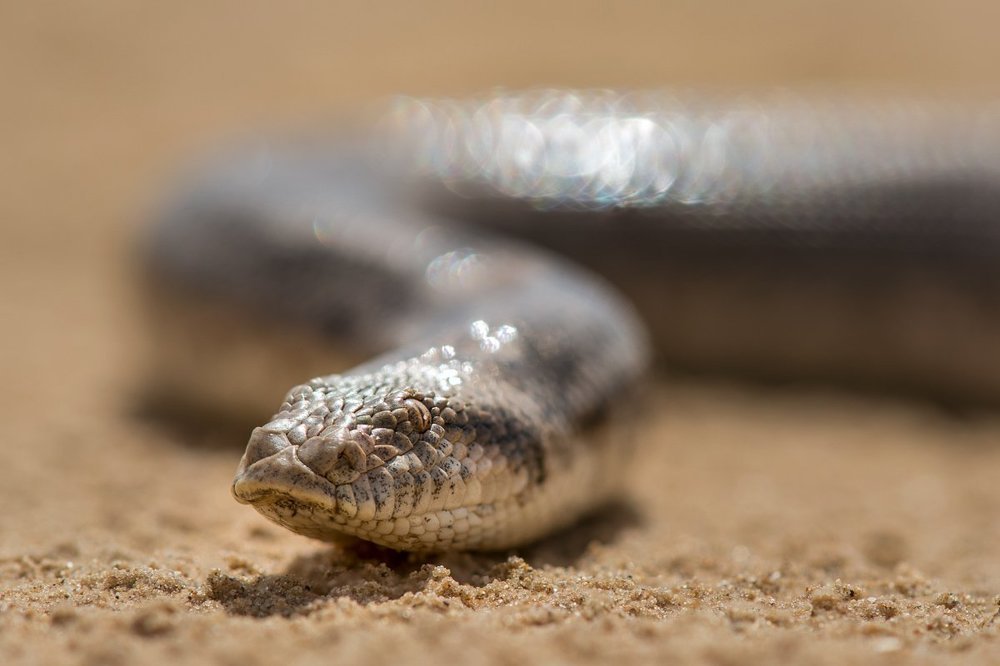 Песчаный удавчик