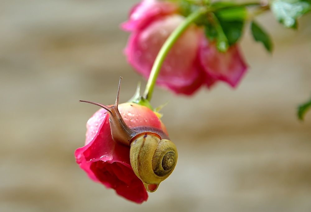В ПОГОНЕ ЗА КРАСОТОЙ