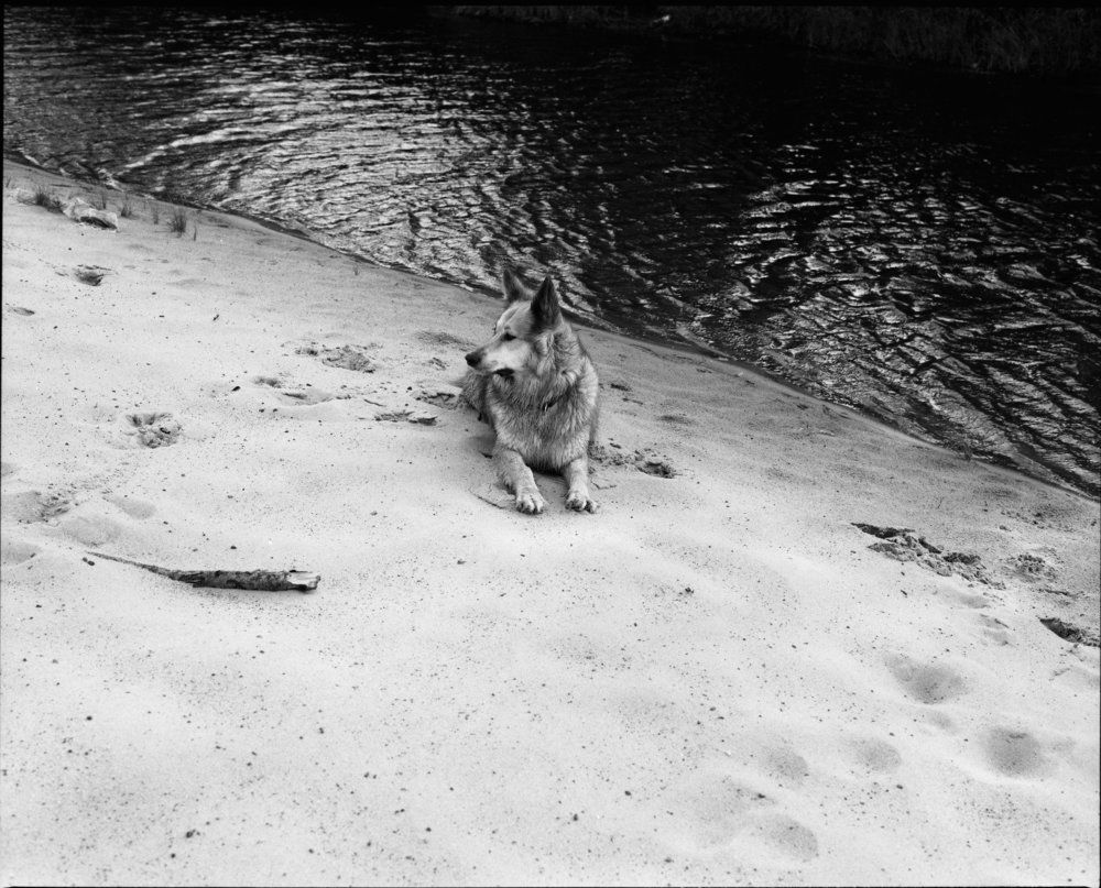 A dreaming dog