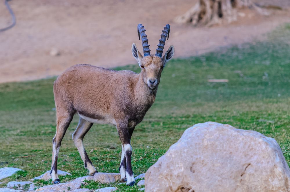 mountain goat at dawn