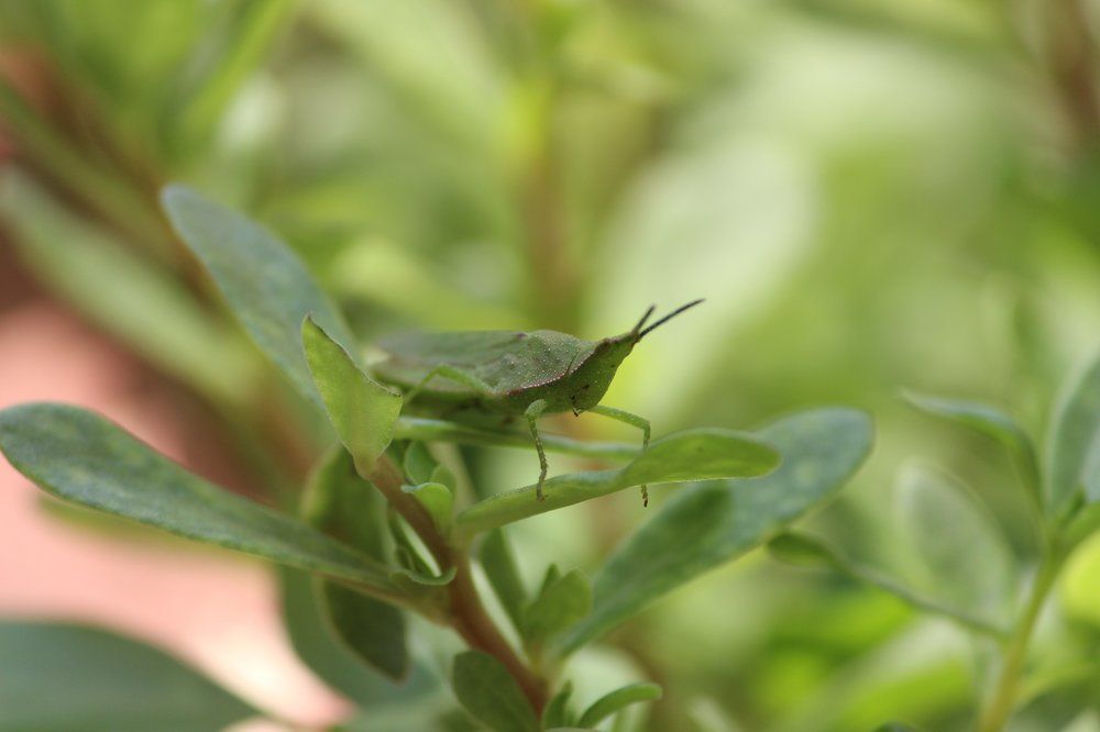 (Grass)hopper