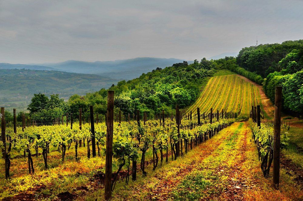 Виноградники