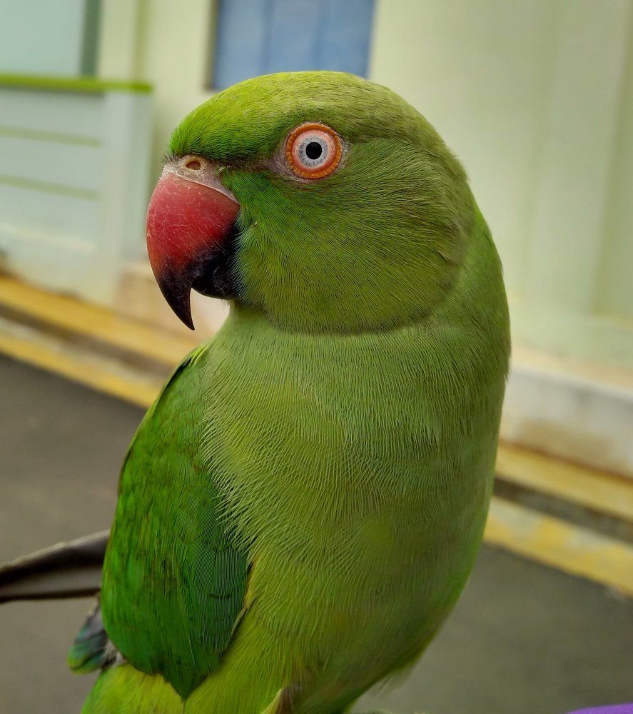 Friendly Parrot