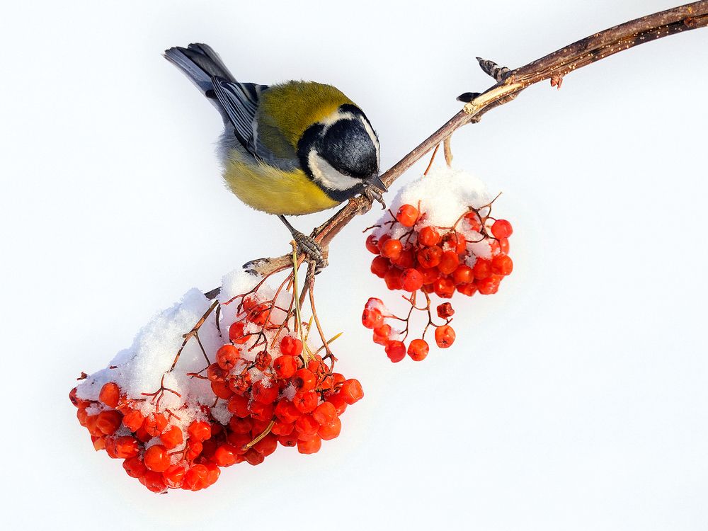 Первый снег