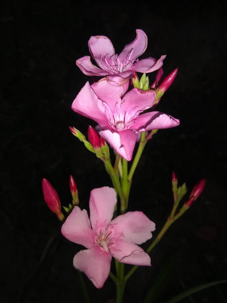 Oleaner Flower