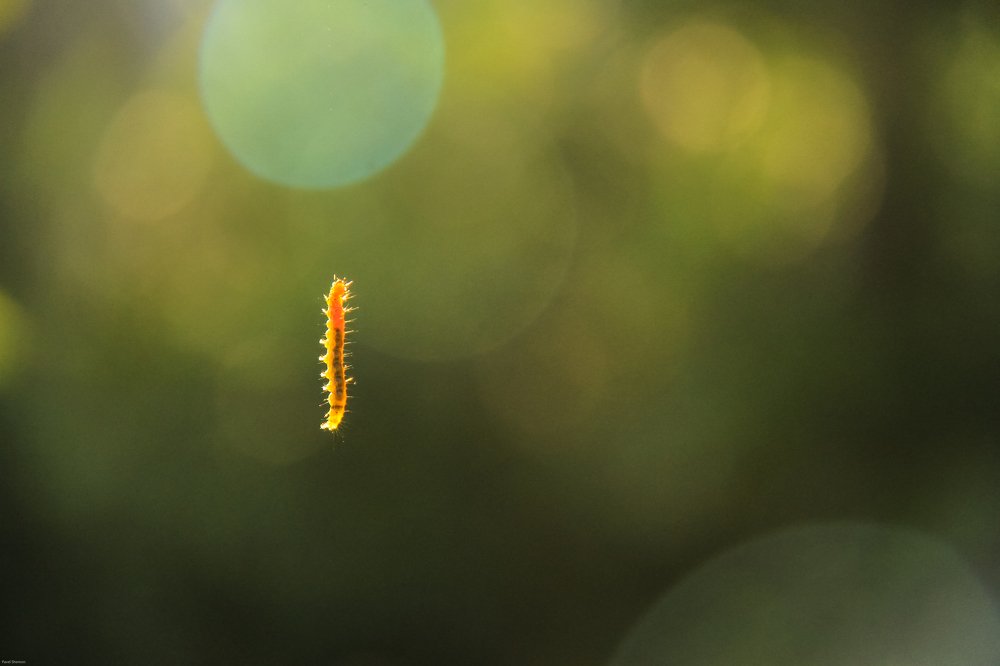 Simplicity & Nature..