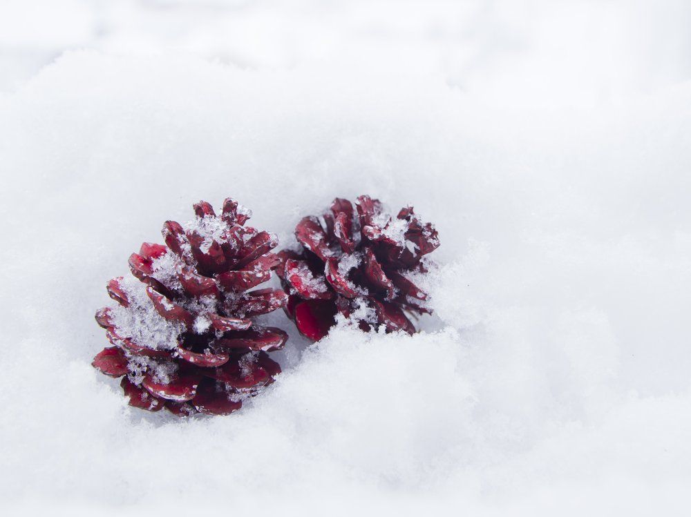Шишки и снег