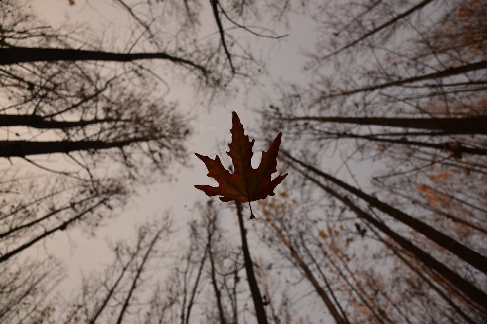 Falling Leaf