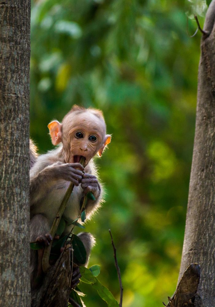 Baby Bonnet Macaque