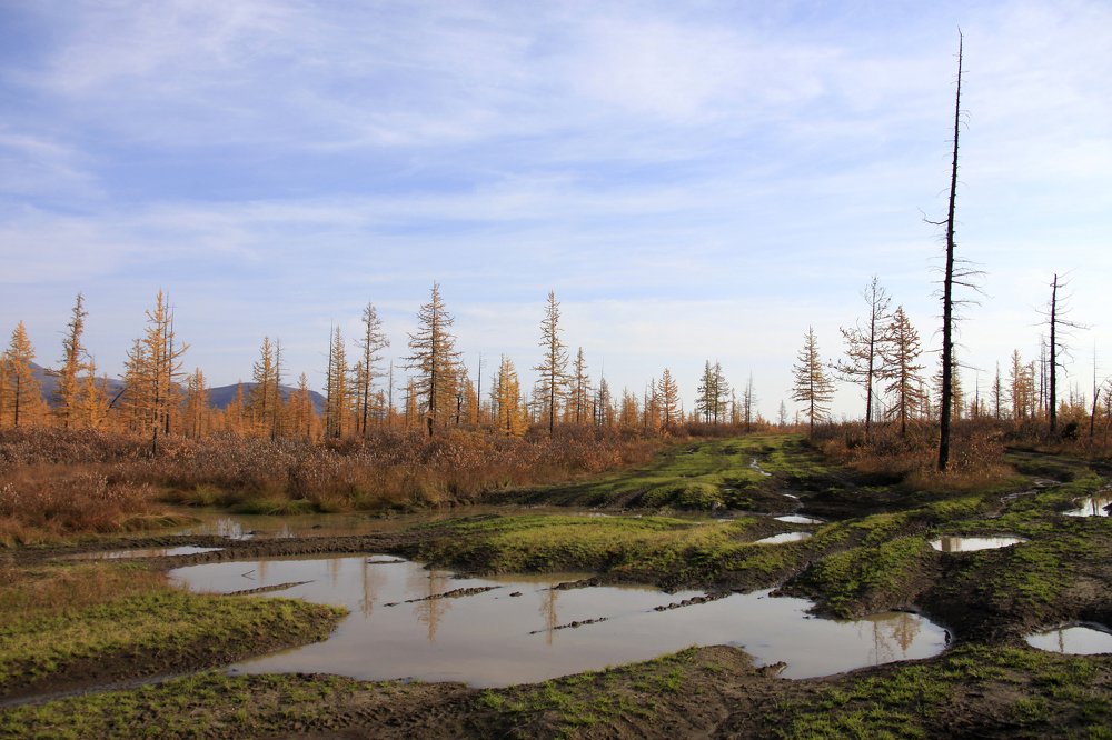 Чудеса заполярной тундры