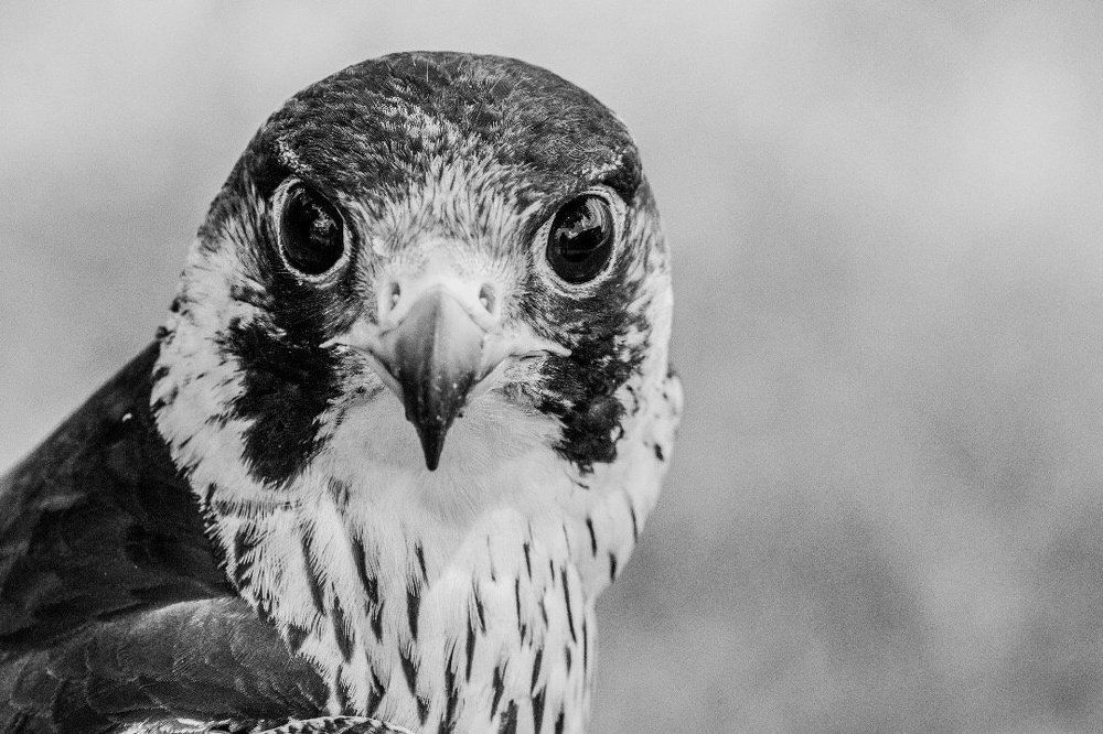 Peregrine