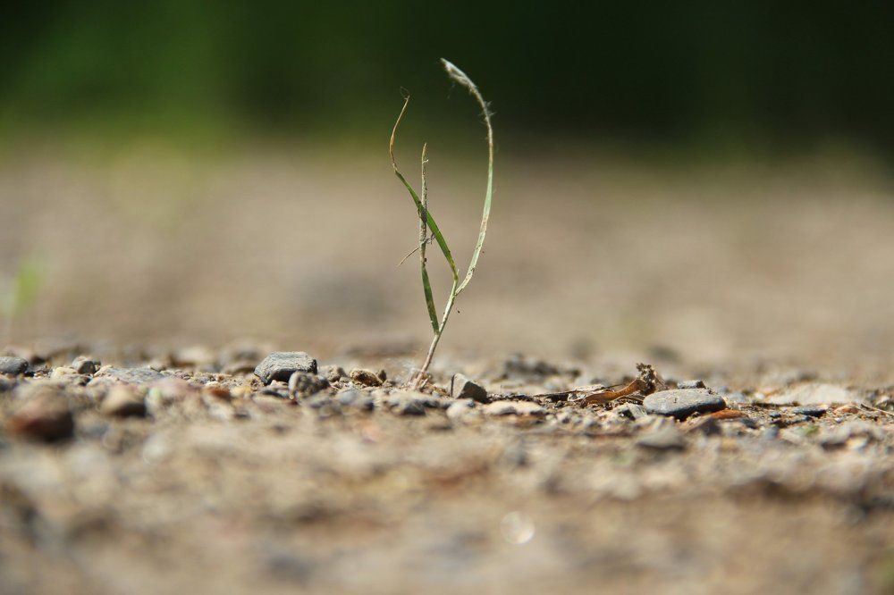 grass