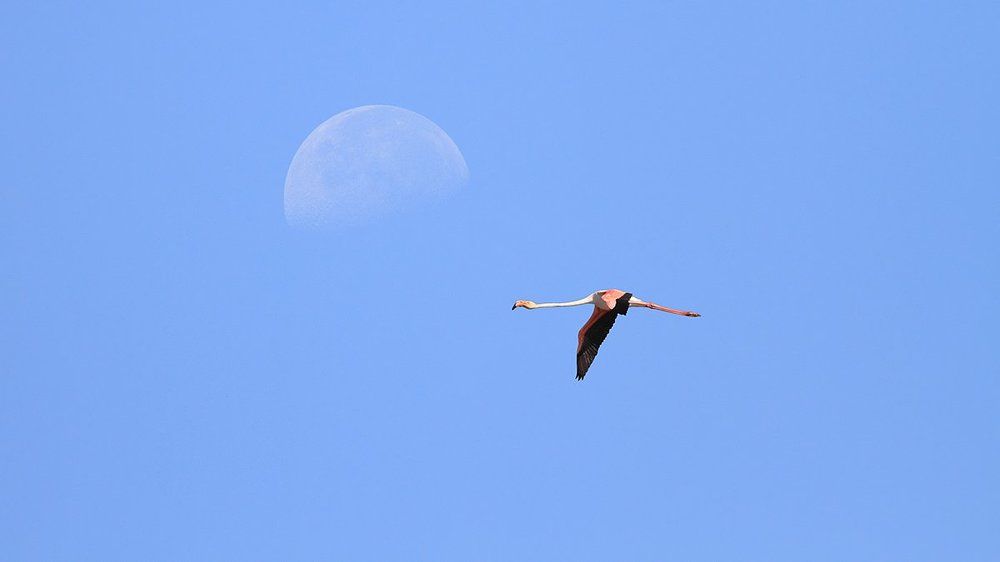 Полёт под луной