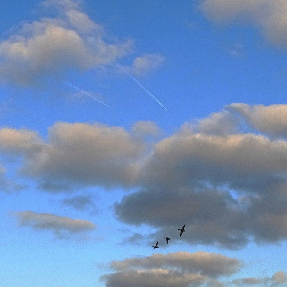 Самолёты и утки