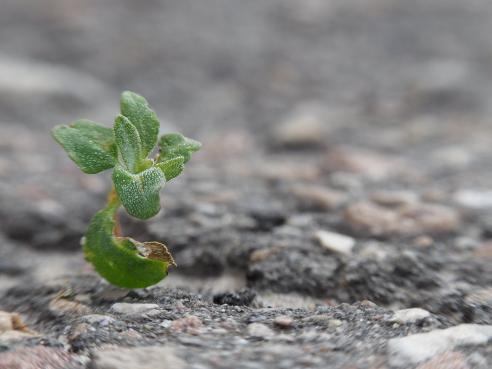 Фотография автора Александр Петаев