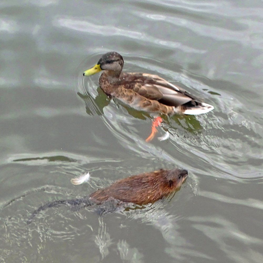 Ондатра и кряква