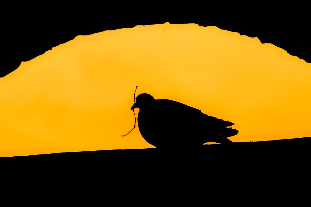 Photograph by Александр Ермоленко