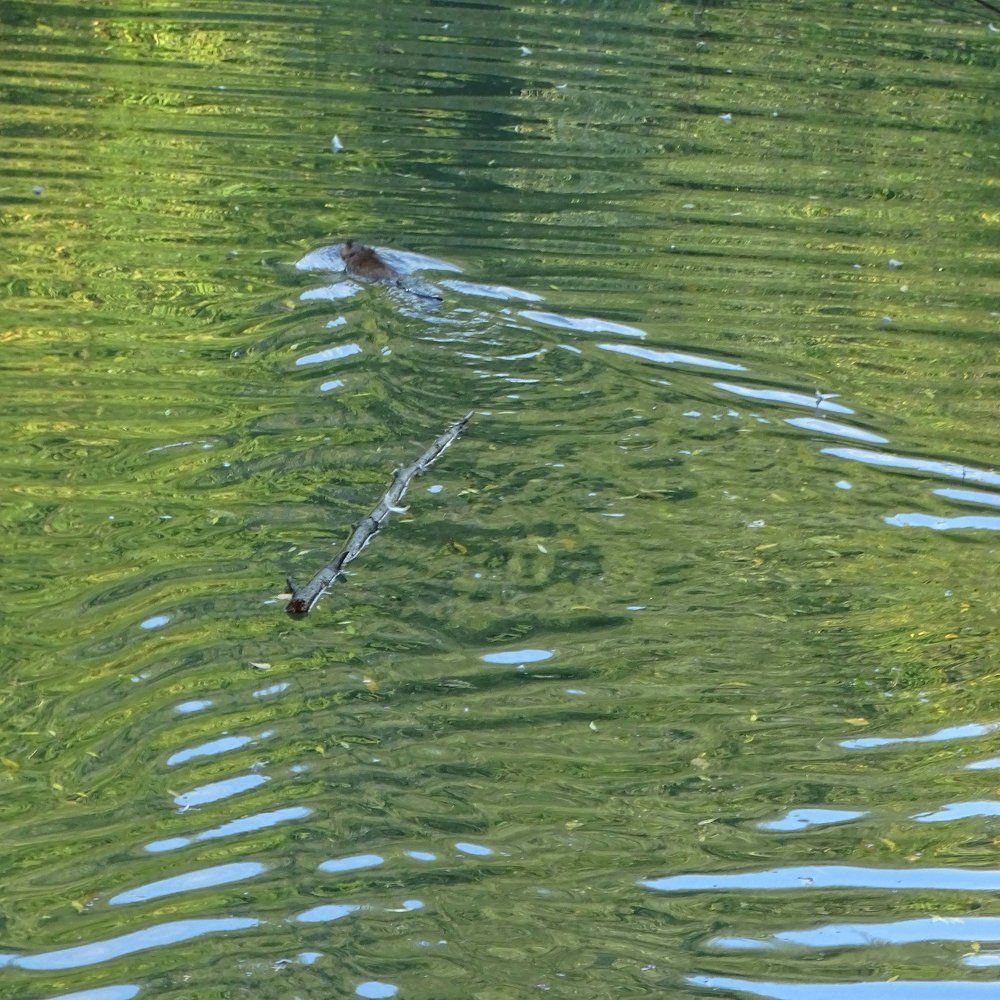 Пловец прирожденный (ондатра)