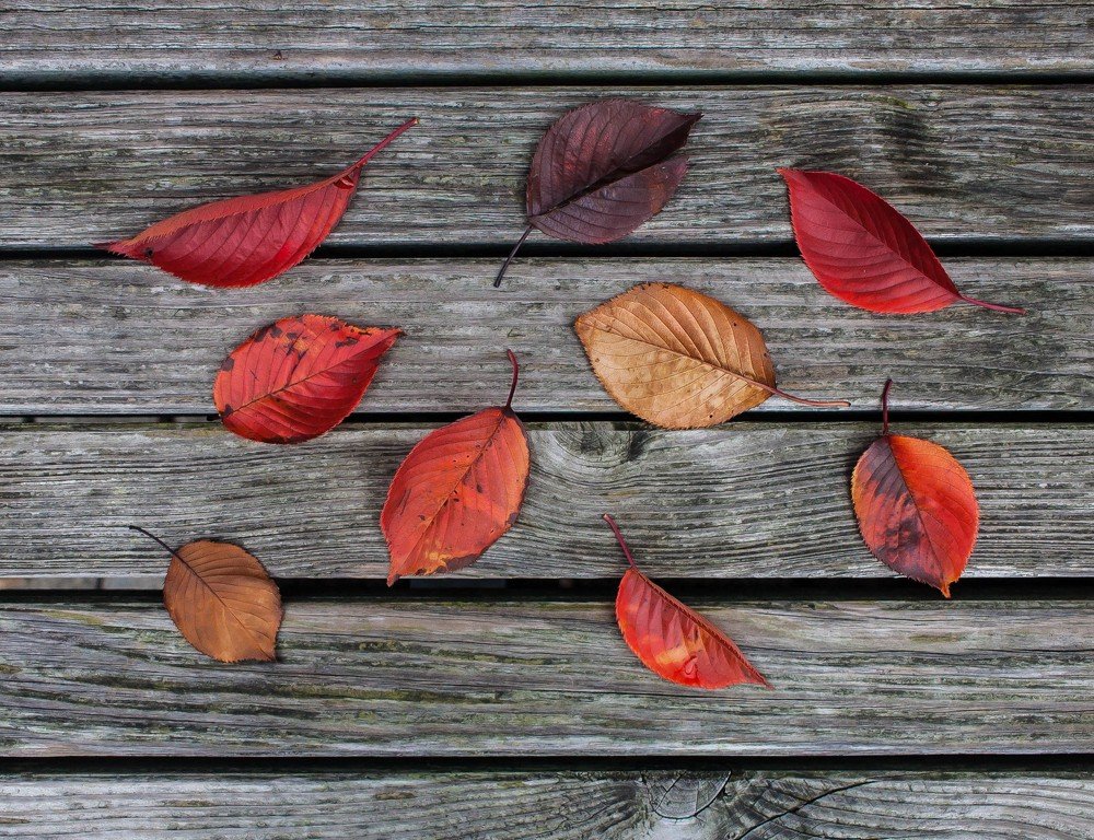 Autumn leaves