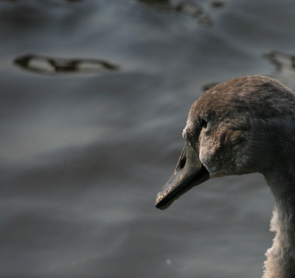 Гадкий утёнок.