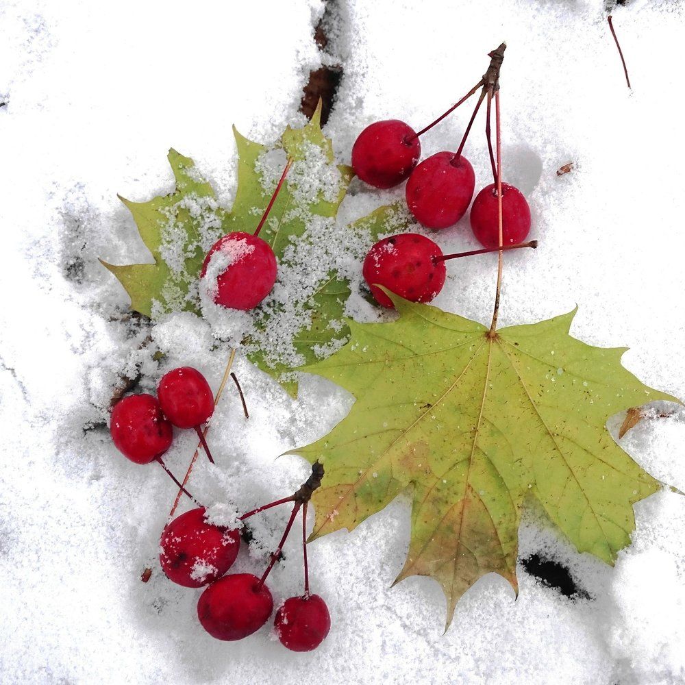 Первый снег