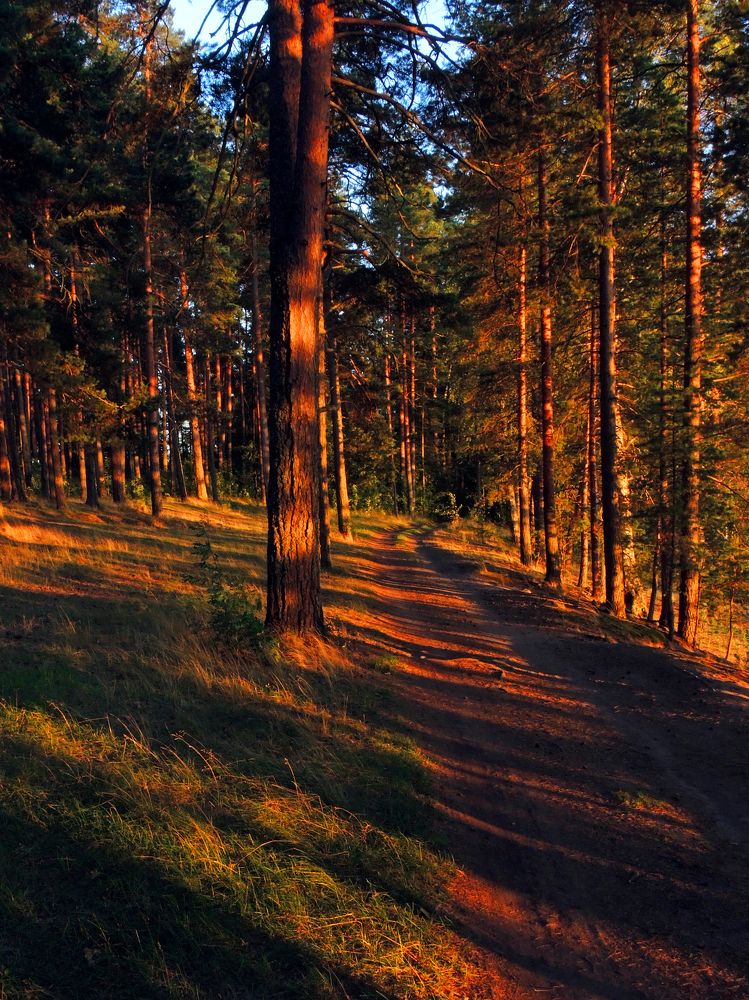 Лесной пейзаж на закате солнца.