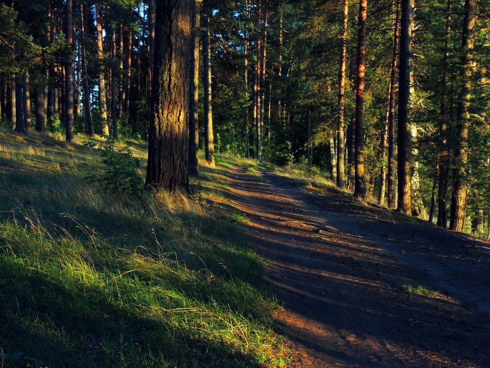 Лесной пейзаж перед закатом солнца.