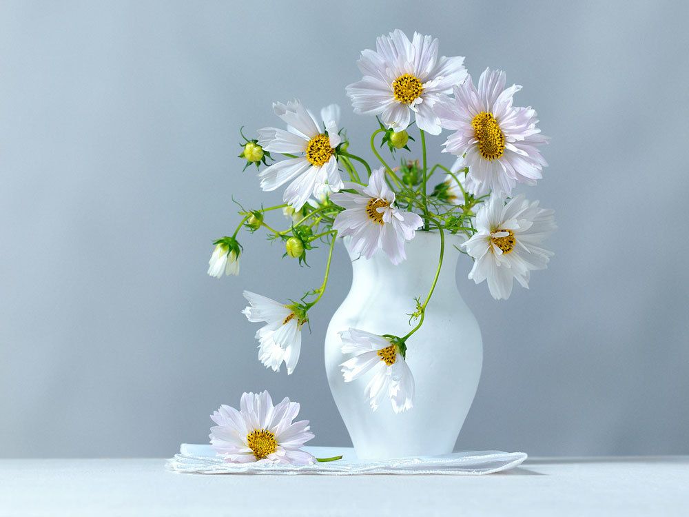 Белая космея