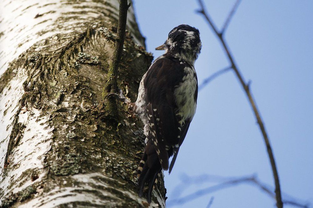 Трехпалый дятел