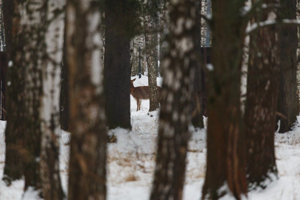 Пятнистый олень