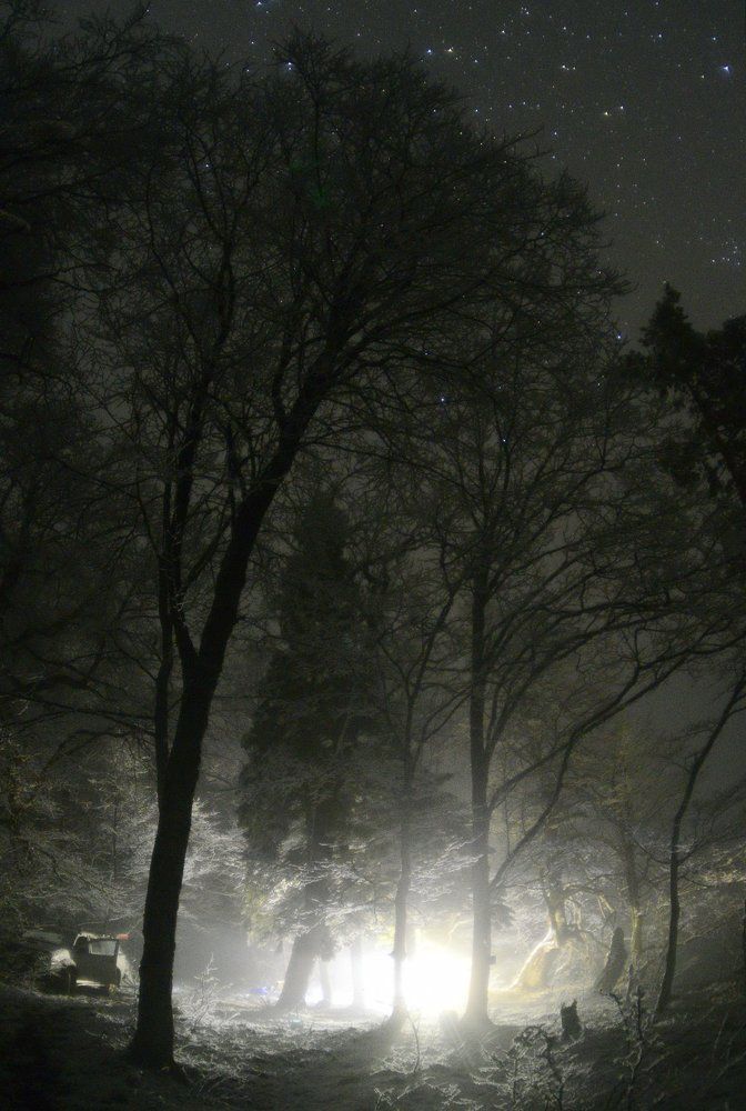 Ночь в лесу