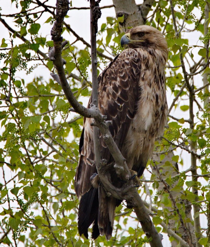 Орёл-Могильник (красная книга)