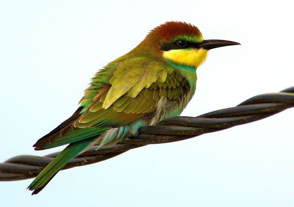 Молодая золотистая щурка