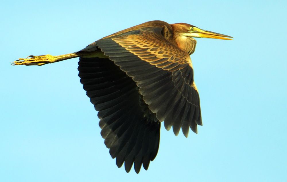 Редкая Рыжая цапля